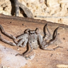 Isopeda (genus) (Huntsman Spider) at Googong, NSW - 17 Oct 2021 by WHall