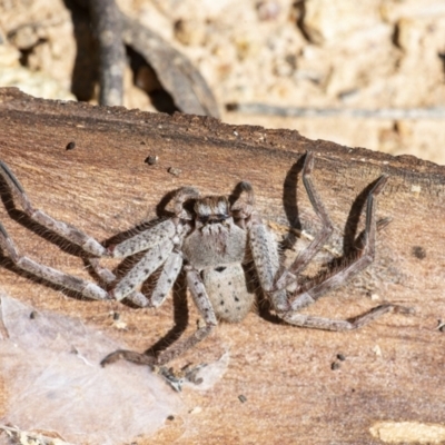 Isopeda (genus) (Huntsman Spider) at Googong, NSW - 17 Oct 2021 by WHall