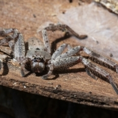 Isopeda sp. (genus) at Googong, NSW - 17 Oct 2021