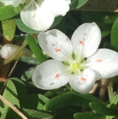 Montia australasica (White Purslane) at Rendezvous Creek, ACT - 24 Oct 2021 by NedJohnston