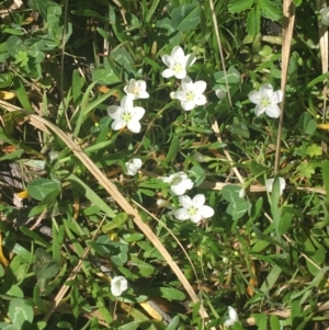 Montia australasica at Rendezvous Creek, ACT - 24 Oct 2021