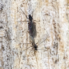 Unverified Insect at Googong, NSW - 15 Oct 2021 by WHall