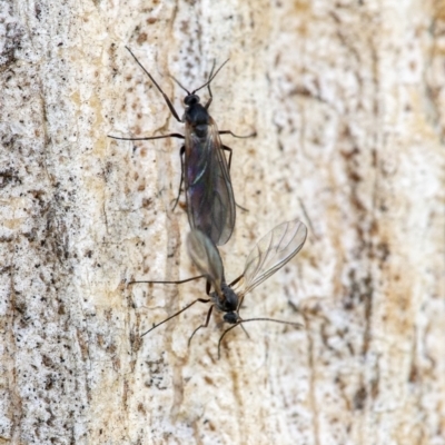 Unverified Insect at Googong, NSW - 15 Oct 2021 by WHall