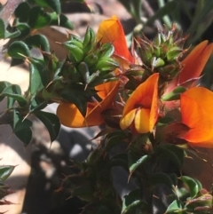 Pultenaea procumbens (Bush Pea) at Rendezvous Creek, ACT - 24 Oct 2021 by Ned_Johnston