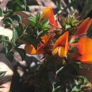 Pultenaea procumbens at Rendezvous Creek, ACT - 24 Oct 2021