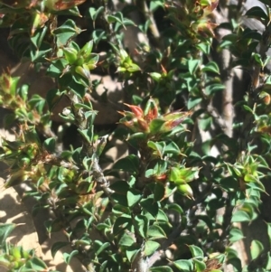 Pultenaea procumbens at Rendezvous Creek, ACT - 24 Oct 2021