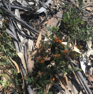 Pultenaea procumbens at Rendezvous Creek, ACT - 24 Oct 2021