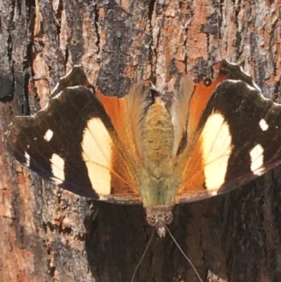 Vanessa itea (Yellow Admiral) at Rendezvous Creek, ACT - 24 Oct 2021 by Ned_Johnston