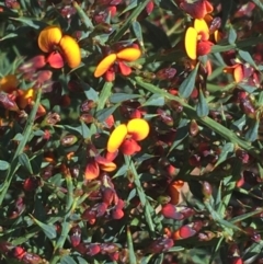 Daviesia ulicifolia at Rendezvous Creek, ACT - 24 Oct 2021