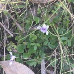 Viola hederacea (Ivy-leaved Violet) at Rendezvous Creek, ACT - 24 Oct 2021 by NedJohnston