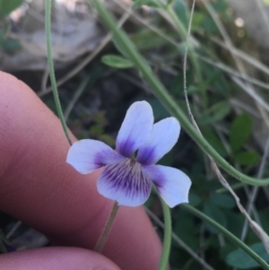 Viola hederacea at Rendezvous Creek, ACT - 24 Oct 2021