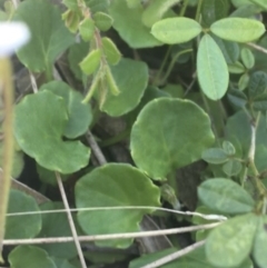 Viola hederacea at Rendezvous Creek, ACT - 24 Oct 2021