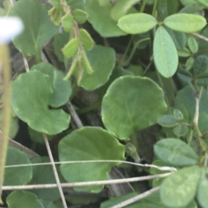 Viola hederacea at Rendezvous Creek, ACT - 24 Oct 2021