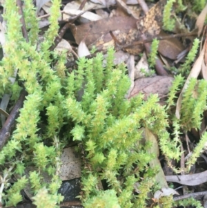 Crassula sieberiana at Rendezvous Creek, ACT - 24 Oct 2021 11:32 AM