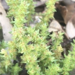 Crassula sieberiana at Rendezvous Creek, ACT - 24 Oct 2021 11:32 AM