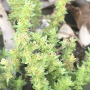 Crassula sieberiana at Rendezvous Creek, ACT - 24 Oct 2021 11:32 AM