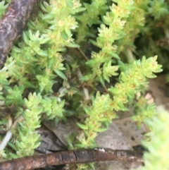 Crassula sieberiana at Rendezvous Creek, ACT - 24 Oct 2021 11:32 AM