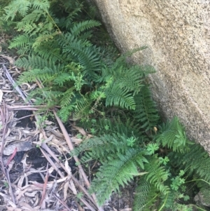 Polystichum proliferum at Rendezvous Creek, ACT - 24 Oct 2021