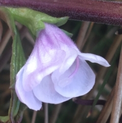 Euphrasia collina subsp. paludosa at Namadgi National Park - 24 Oct 2021 by Ned_Johnston