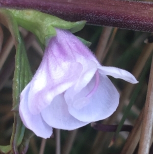 Euphrasia collina subsp. paludosa at Rendezvous Creek, ACT - 24 Oct 2021