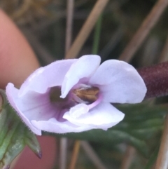 Euphrasia collina subsp. paludosa at Rendezvous Creek, ACT - 24 Oct 2021 12:29 PM