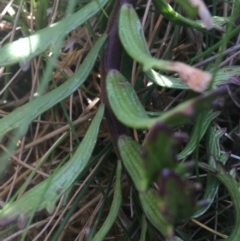 Euphrasia collina subsp. paludosa at Rendezvous Creek, ACT - 24 Oct 2021 12:29 PM