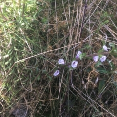 Euphrasia collina subsp. paludosa at Rendezvous Creek, ACT - 24 Oct 2021 12:29 PM