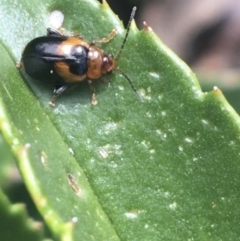 Arsipoda sp. (genus) (A flea beetle) at Rendezvous Creek, ACT - 24 Oct 2021 by NedJohnston