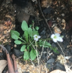 Cardamine franklinensis (Franklin Bitter Cress) at Namadgi National Park - 24 Oct 2021 by Ned_Johnston