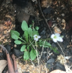Cardamine franklinensis (Franklin Bitter Cress) at Rendezvous Creek, ACT - 24 Oct 2021 by Ned_Johnston