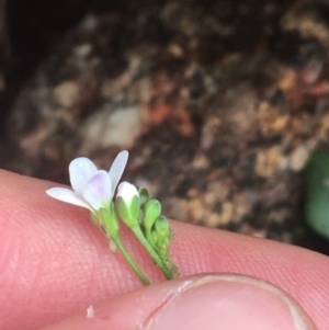 Cardamine franklinensis at Rendezvous Creek, ACT - 24 Oct 2021