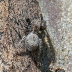 Servaea incana (Hoary Servaea) at Googong, NSW - 17 Oct 2021 by WHall