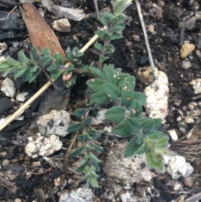 Podolobium alpestre (Shaggy Alpine Pea) at Namadgi National Park - 24 Oct 2021 by Ned_Johnston