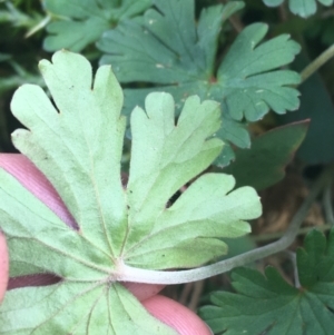 Geranium solanderi at Rendezvous Creek, ACT - 24 Oct 2021