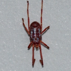 Rainbowia sp. (genus) (A mite) at Googong, NSW - 16 Oct 2021 by WHall