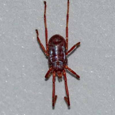 Rainbowia sp. (genus) (A mite) at Googong, NSW - 17 Oct 2021 by WHall