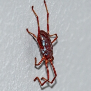 Rainbowia sp. (genus) at Googong, NSW - 17 Oct 2021