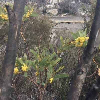 Acacia obliquinervia (Mountain Hickory) at Rendezvous Creek, ACT - 24 Oct 2021 by NedJohnston