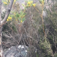 Acacia obliquinervia at Rendezvous Creek, ACT - 24 Oct 2021