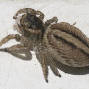 Maratus scutulatus at Googong, NSW - 17 Oct 2021 12:10 PM