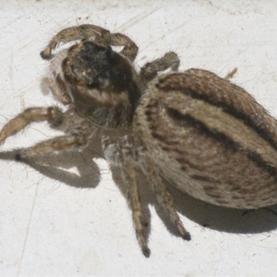 Maratus scutulatus (A jumping spider) at Googong, NSW - 17 Oct 2021 by WHall