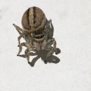 Maratus scutulatus at Googong, NSW - 17 Oct 2021 12:10 PM