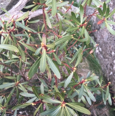 Tasmannia xerophila subsp. xerophila (Alpine Pepperbush) at Rendezvous Creek, ACT - 24 Oct 2021 by Ned_Johnston