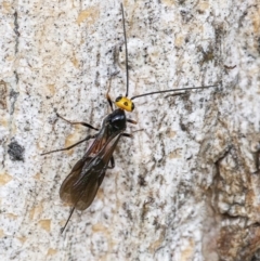 Braconidae sp. (family) (Unidentified braconid wasp) at Googong, NSW - 15 Oct 2021 by WHall