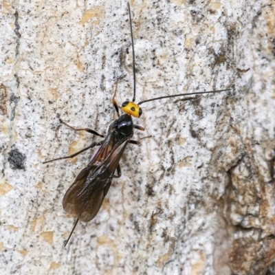 Braconidae (family) (Unidentified braconid wasp) at Googong, NSW - 15 Oct 2021 by WHall