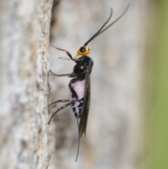 Braconidae (family) at Googong, NSW - 15 Oct 2021 03:00 PM