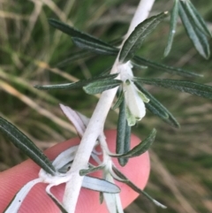 Ozothamnus secundiflorus (Cascade Everlasting) at Namadgi National Park - 24 Oct 2021 by Ned_Johnston