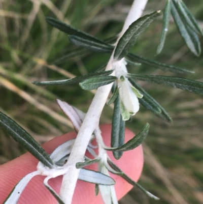 Ozothamnus secundiflorus (Cascade Everlasting) at Rendezvous Creek, ACT - 24 Oct 2021 by NedJohnston