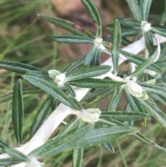 Ozothamnus secundiflorus at Rendezvous Creek, ACT - 24 Oct 2021 01:39 PM