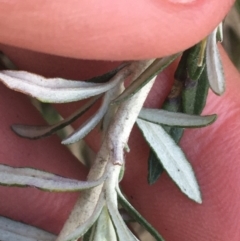 Ozothamnus secundiflorus at Rendezvous Creek, ACT - 24 Oct 2021 01:39 PM